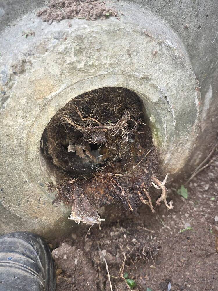 What roots do to an old clay pipe