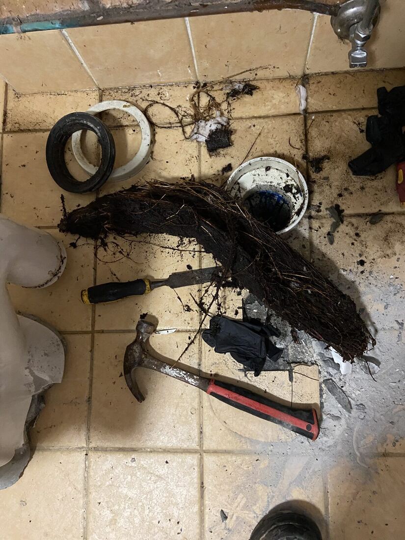 Root mass pulled out of a sewer line, Maitland